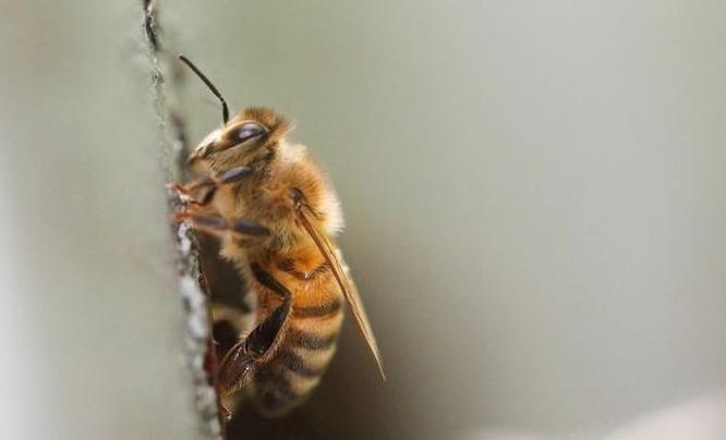 The use of neonics is largely responsible for the extinction of nearly 10% of bee